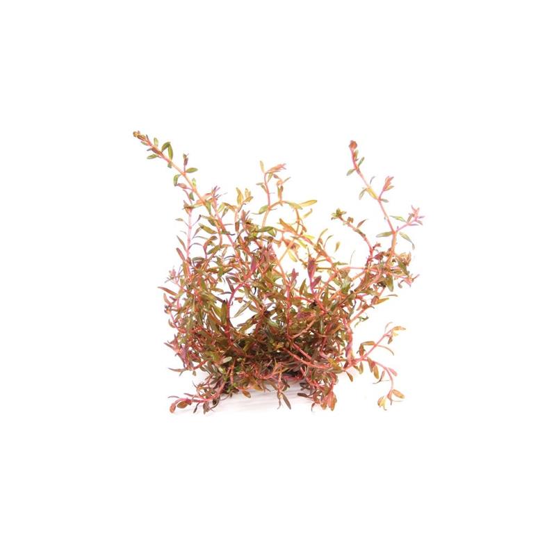 Dennerle Rotala spec. H-Ra - imagine 3